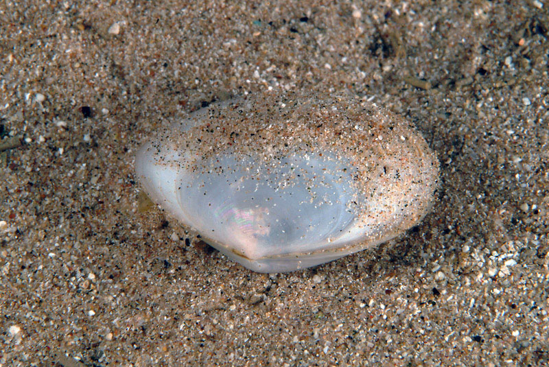 Bivalve = Scrobicularia cottardi